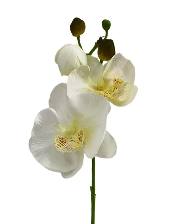 pojedyncza orchidea